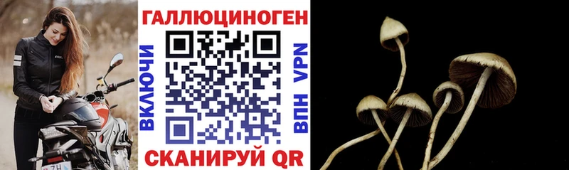 где можно купить наркотик  Каневская  blacksprut как зайти  Псилоцибиновые грибы Cubensis 